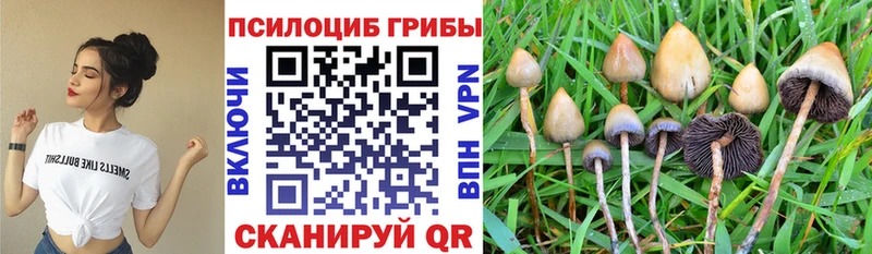 купить наркотики цена  Калуга  Псилоцибиновые грибы MAGIC MUSHROOMS 