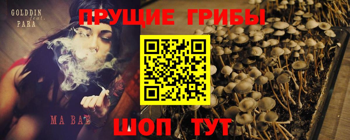 Псилоцибиновые грибы Cubensis  Вход с VPN  Калуга 